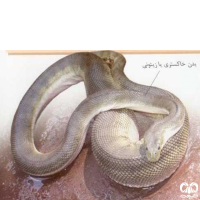 گونه مار دریایی نوک دار Beaked Sea Snake